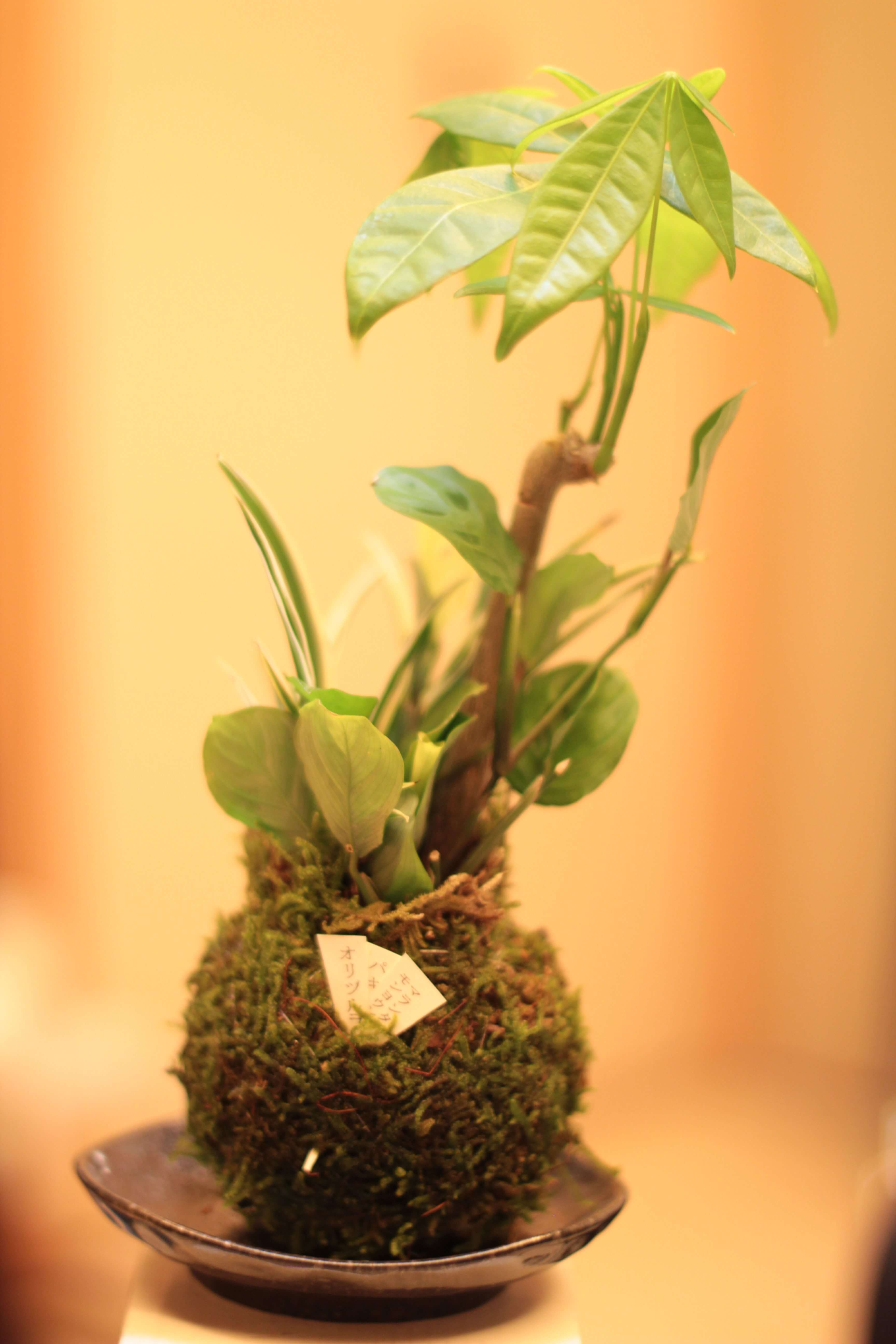 【苔玉】ジブリ世界のような苔テラリウムを体験できる「苔玉」の癒しがとてもいい!机の上に小さな自然